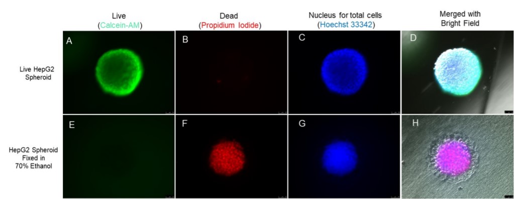 cell viability assay kit